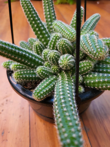 Echinopsis 'Hedgehog Cacti' 14cm Basket