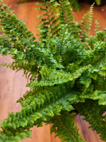 Nephrolepis Fluffy Ruffles 12cm