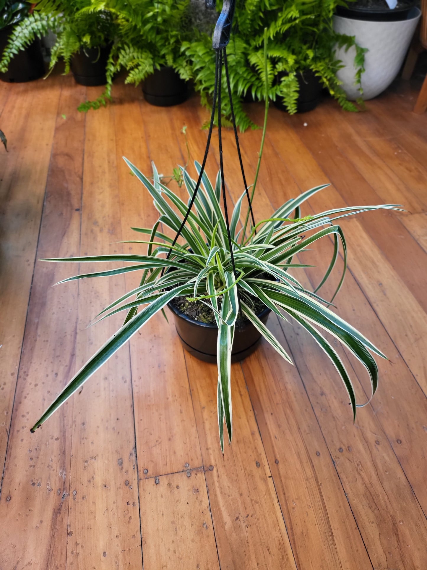 Chlorophytum 'Reverse Spider Plant' 17.5cm Basket