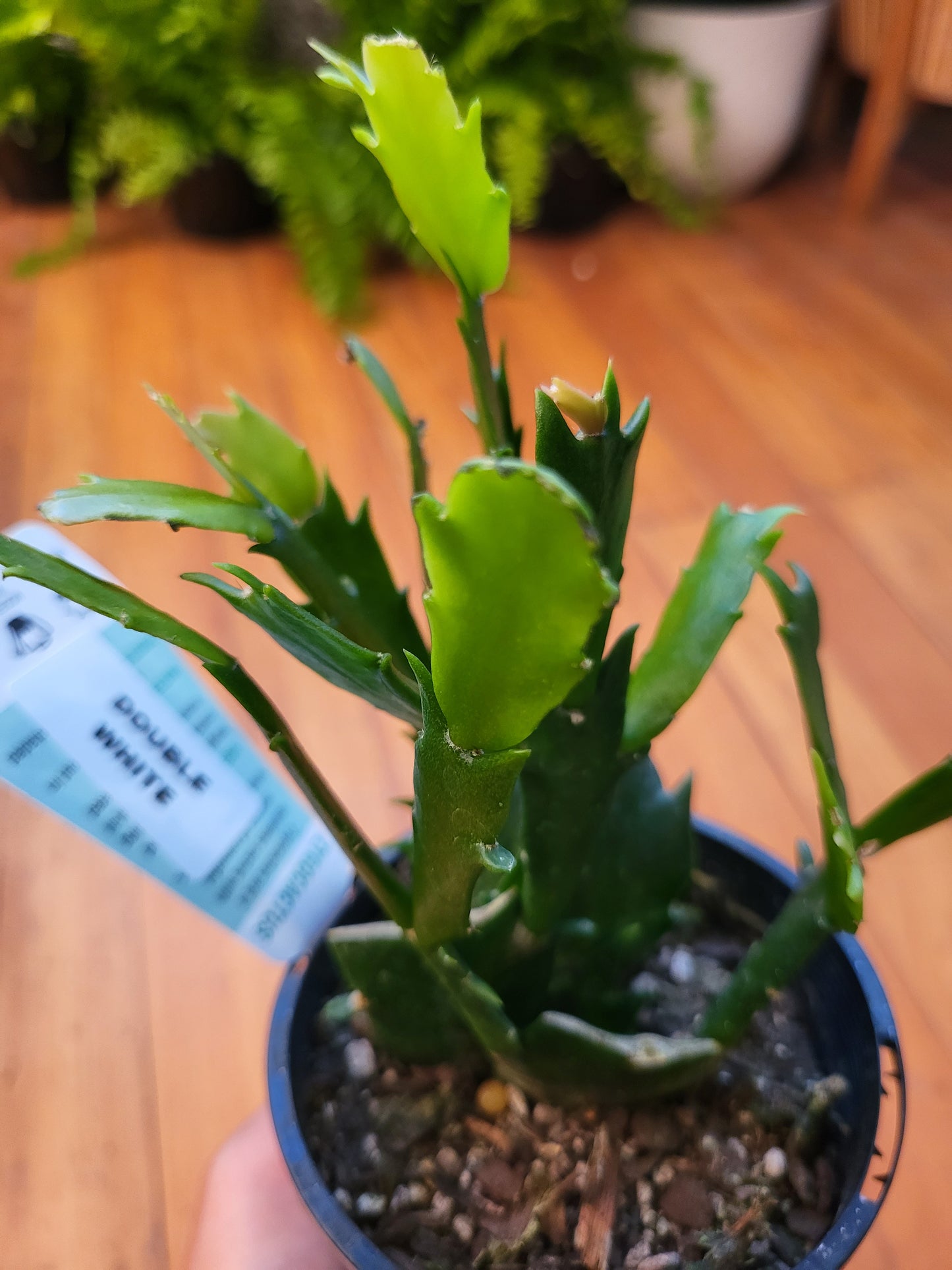 Zygocactus Double White 10cm