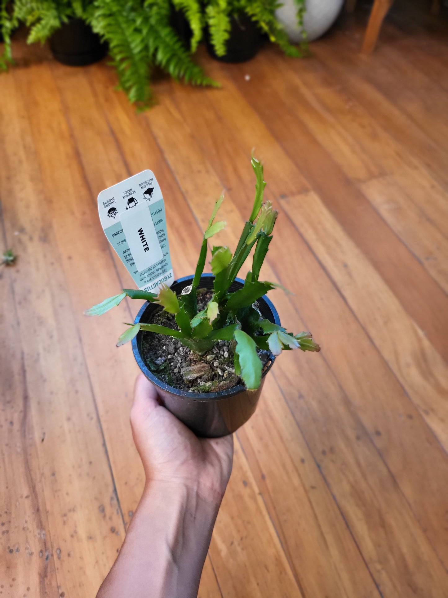 Zygocactus White 10cm
