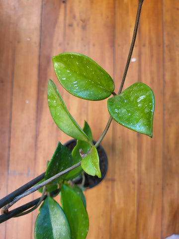 Hoya Pubicalyx 'Bright One' 1.3L