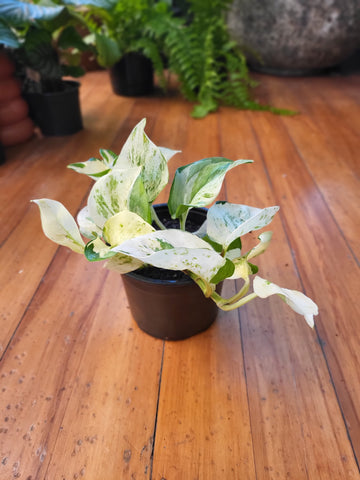 Epipremnum Aureum - Manjula Pothos