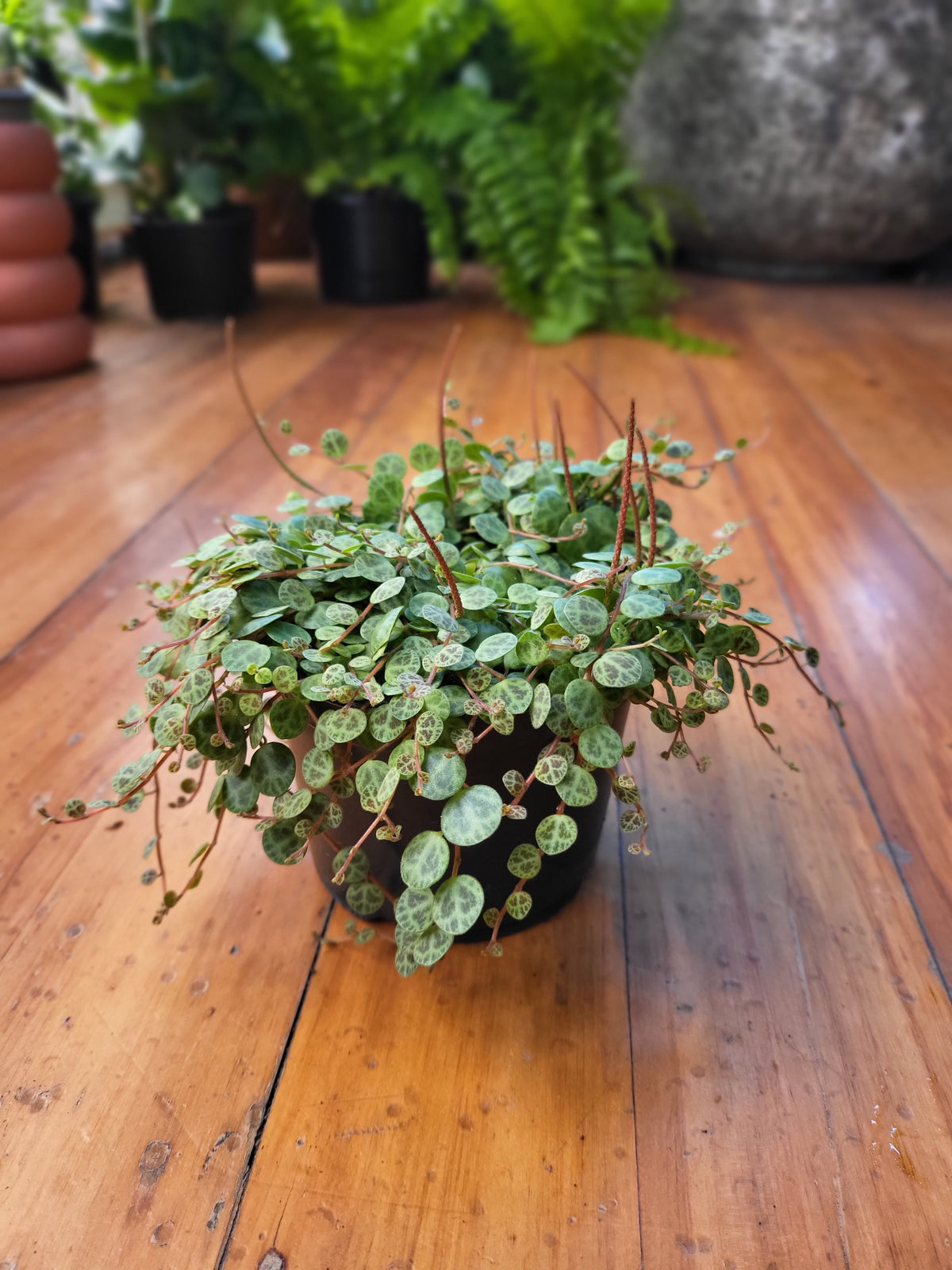 Peperomia Prostrata 'String of Turtles'