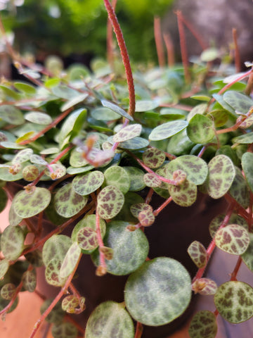 Peperomia Prostrata 'String of Turtles'