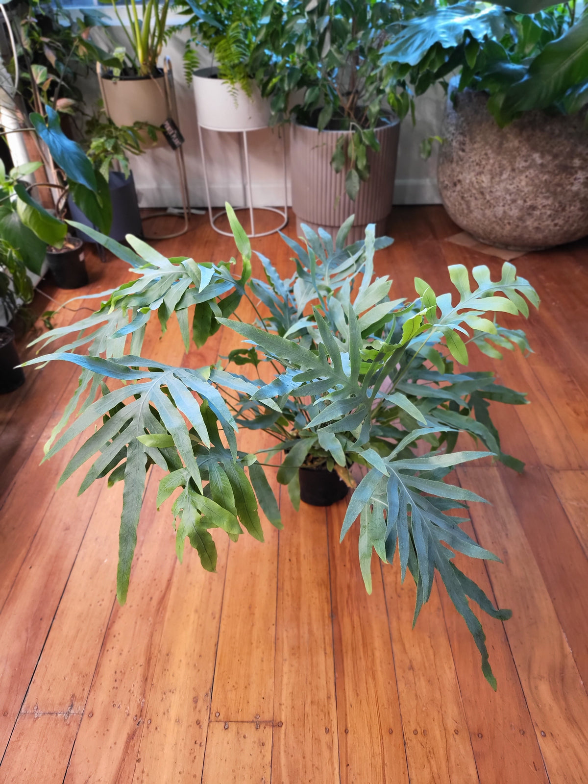 Phlebodium Aureum 'Blue Star Fern' 14cm