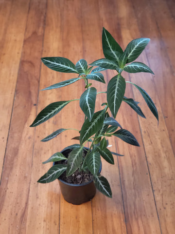 Ruellia Makoyana 'Monkey Plant'