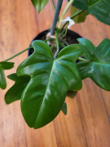 Philodendron Florida