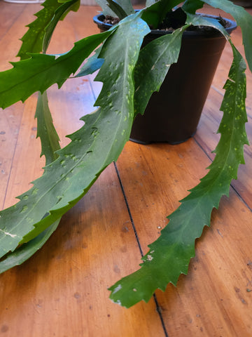 Lepismium Houlletianum- Snowdrop Cactus