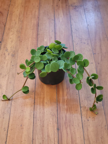 Peperomia Tetraphylla Hope 14cm