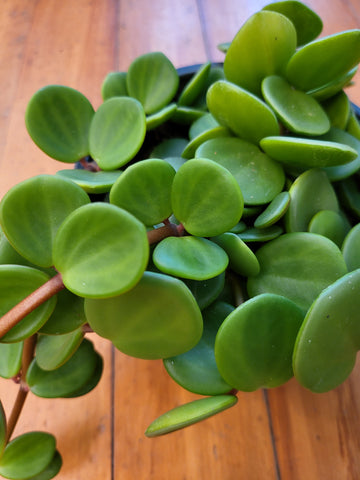 Peperomia Tetraphylla Hope 14cm