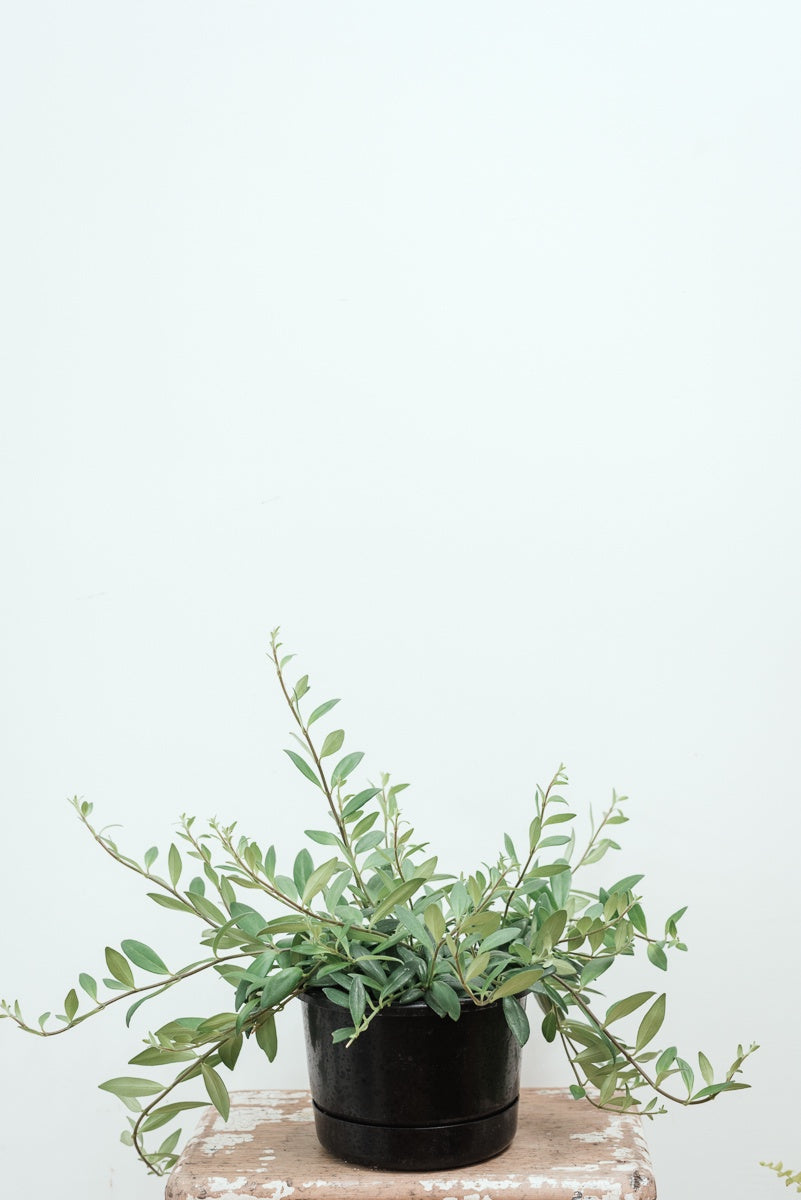 Aeschynanthus Parvifolium 'Lipstick Plant' 17.5cm Basket