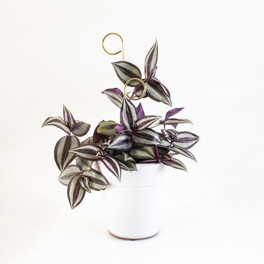 BOTANOPIA - Mini Plant Stake - Perch Gold