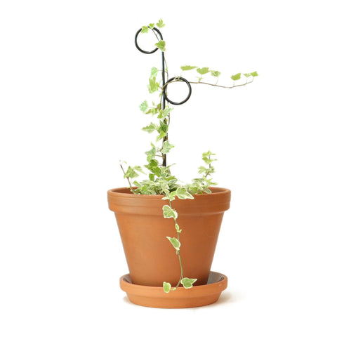 BOTANOPIA - Mini Plant Stake - Perch Black