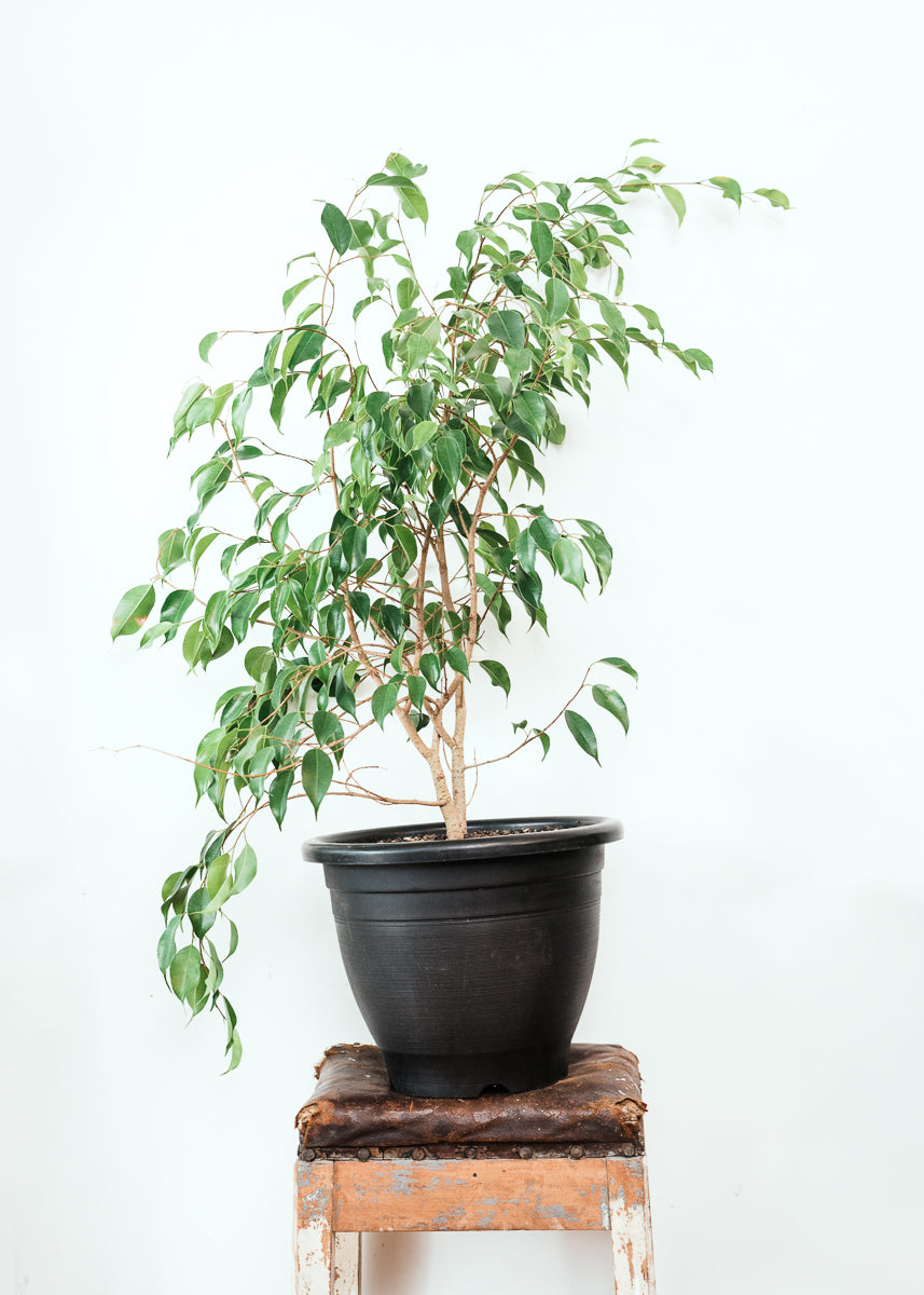 Ficus Benjamina 10L