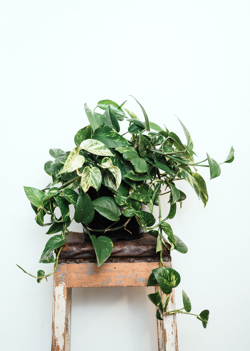 Epipremnum Aureum 'Golden Pothos'