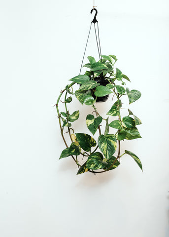 Epipremnum Aureum 'Golden Pothos'