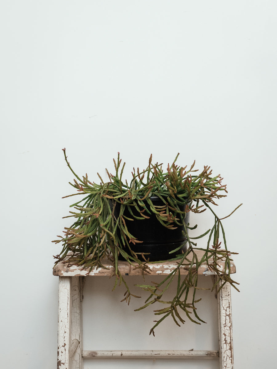 Rhipsalis Ewaldiana 'Mistletoe Cactus' 17cm Basket