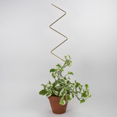 BOTANOPIA - Plant Stake ZigZag Gold