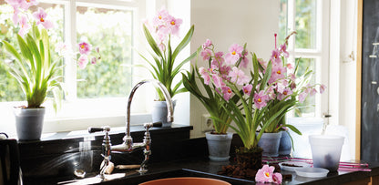 Elho - GB Orchid Grow Pot Transparent