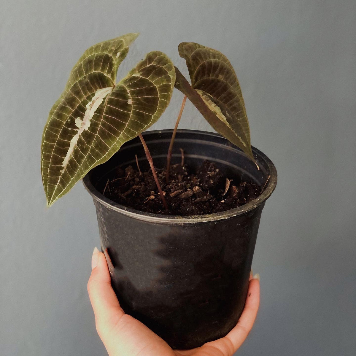 Dioscorea Discolour13cm