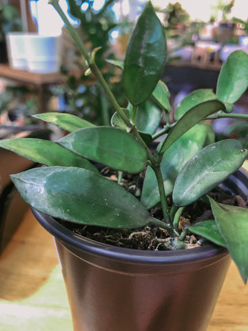 Hoya Lacunosa 9cm