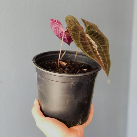 Dioscorea Discolour13cm