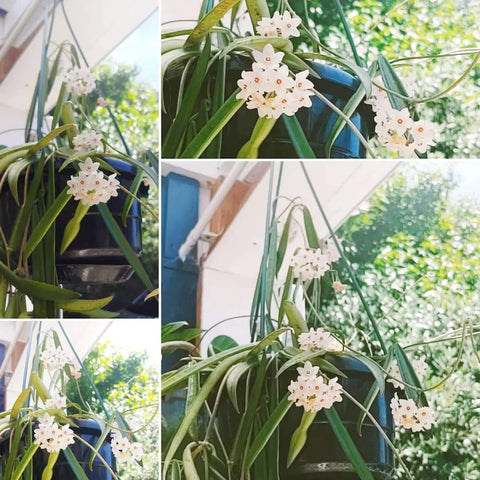 Hoya Shepherdii 17cm Basket