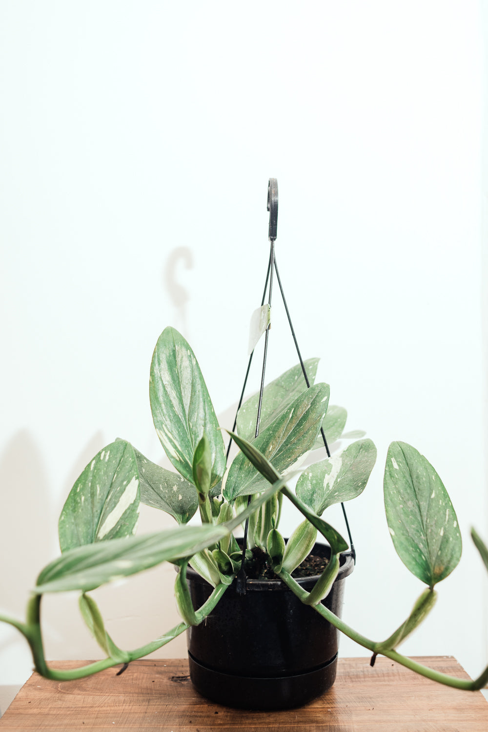 Monstera Standleyana 17cm Hanging Basket