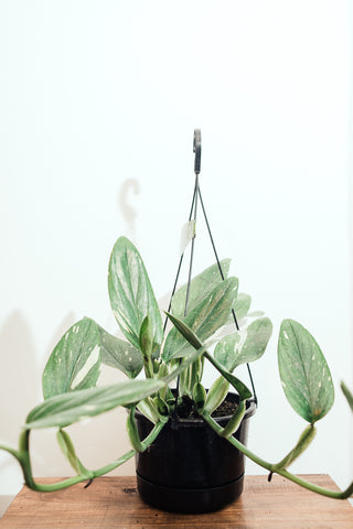 Monstera Standleyana 17cm Hanging Basket