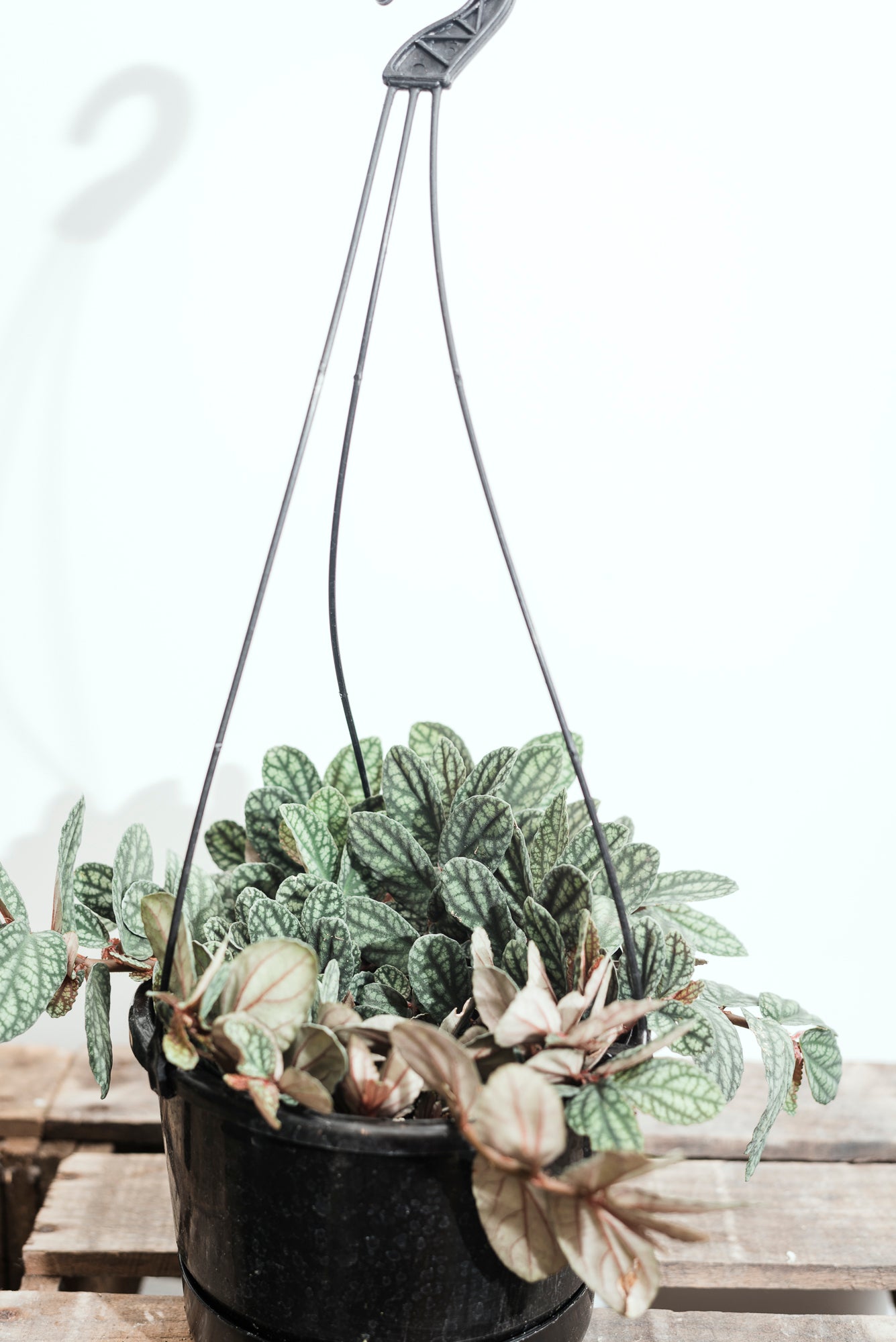 Pellionia Pulchra 'Polynesian Ivy' 17cm Basket