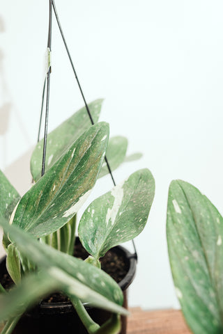 Monstera Standleyana 17cm Hanging Basket