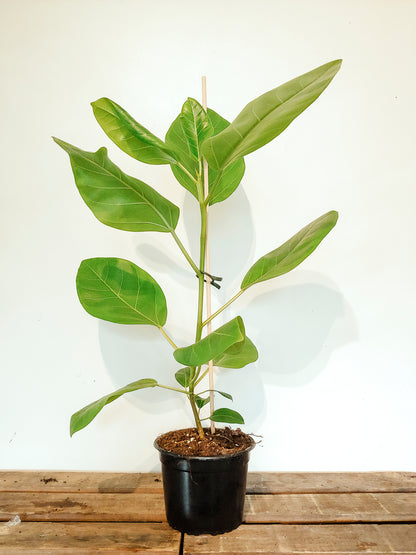 Ficus Altissima Variegata 14cm