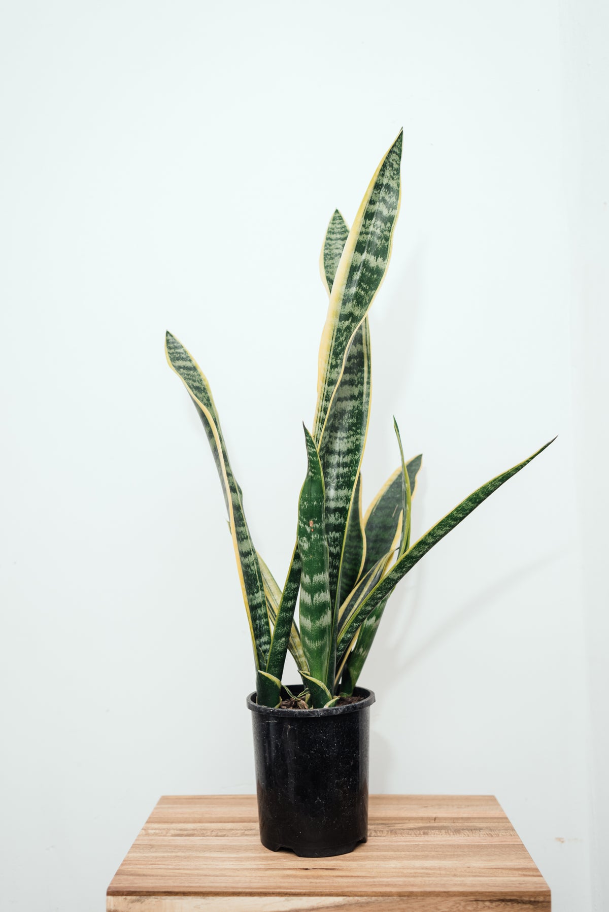 Sansevieria Laurentii 14cm (335)