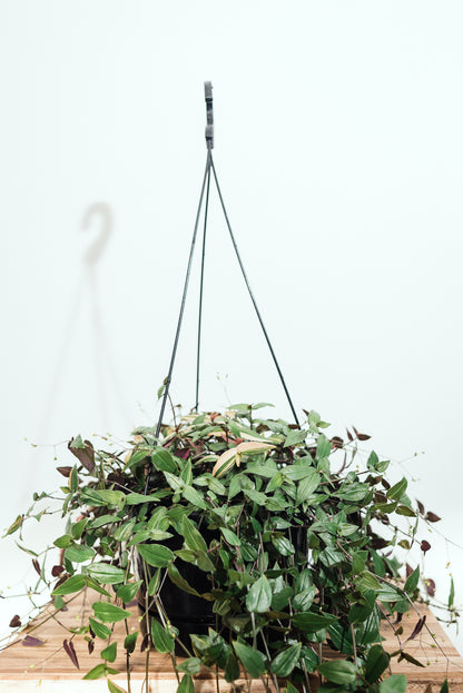Gibasis Geniculata 'Tricolour Bridal Veil' 17.5cm Basket