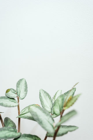 Pellionia Repens 'Watermelon Begonia' 14cm