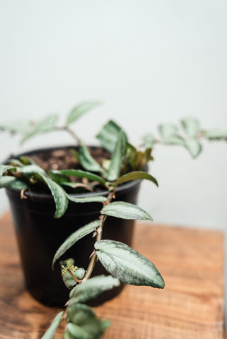 Pellionia Repens 'Watermelon Begonia' 14cm