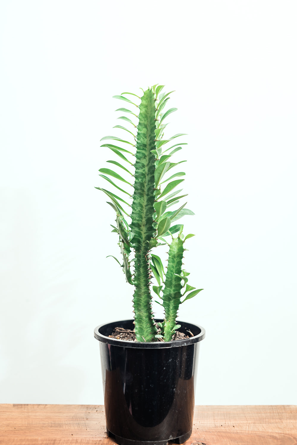 Euphorbia Trigona 14cm