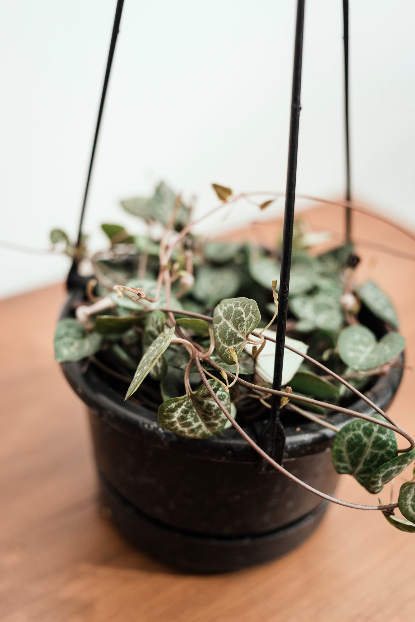 Ceropegia Woodii 'Chain of Hearts' 14cm Basket