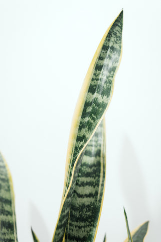 Sansevieria Laurentii 14cm (335)