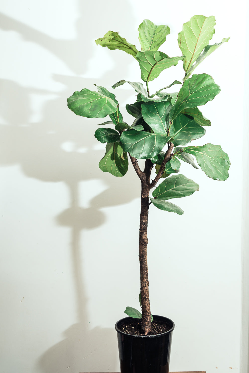 Ficus Lyrata Mature 'Fiddle Leaf Fig' 20cm