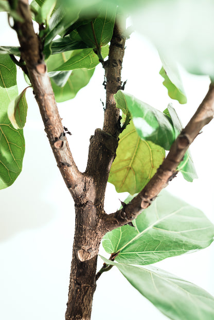 Ficus Lyrata Mature 'Fiddle Leaf Fig' 20cm