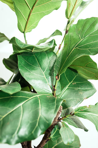 Ficus Lyrata Mature 'Fiddle Leaf Fig' 20cm