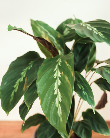 Calathea Mauiqueen 14cm