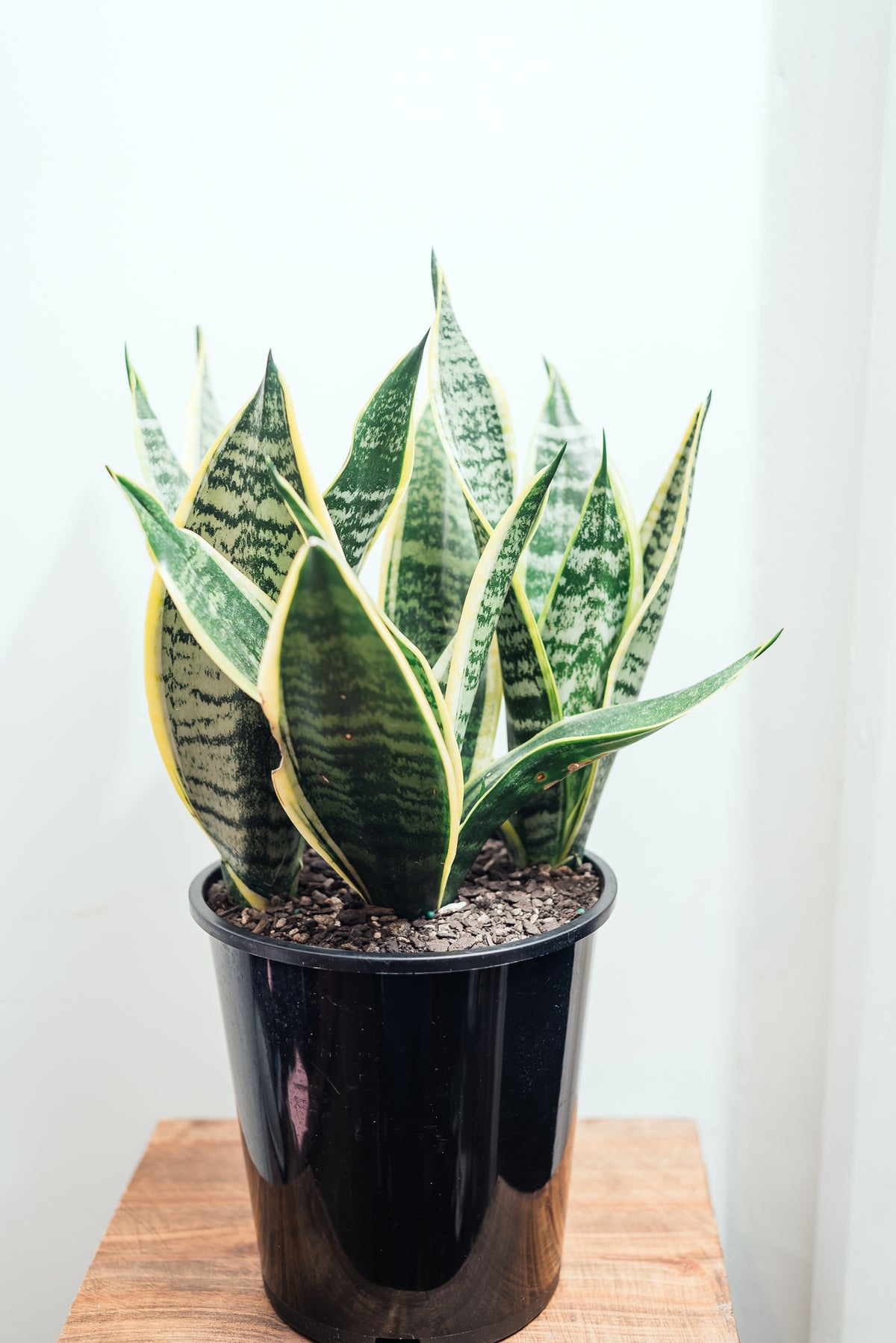 Sansevieria Trifasciata 'Futura Superba' 3.3L