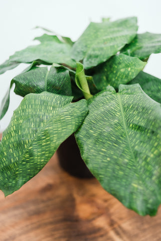 Calathea Musaica 'Network Calathea' 12cm