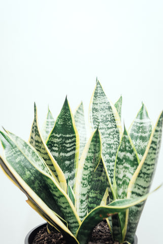 Sansevieria Trifasciata 'Futura Superba' 3.3L