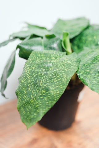 Calathea Musaica 'Network Calathea' 12cm