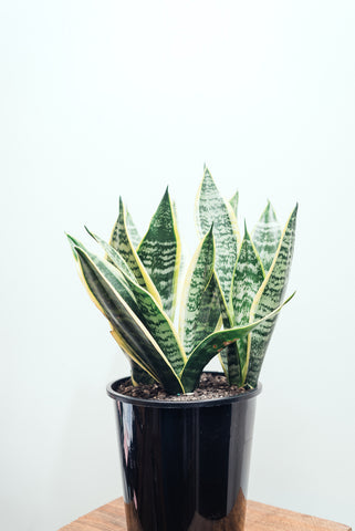 Sansevieria Trifasciata 'Futura Superba' 3.3L