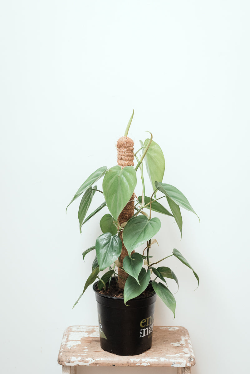 Philodendron Hederaceum with Pole - Heart Leaf Philodendron